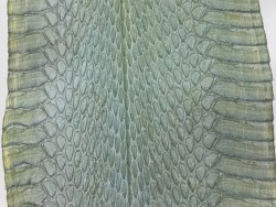 Peau de cuir de serpent véritable - serpent d'eau vert d'eau - accessoire - Cuir en stock