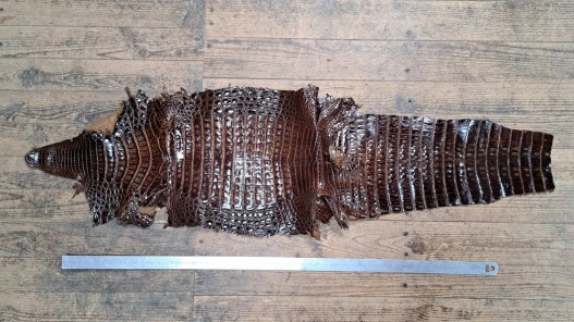 Peau entière de cuir de crocodile véritable marron - Cuir en stock