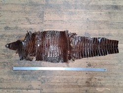 Peau entière de cuir de crocodile véritable marron - Cuir en stock