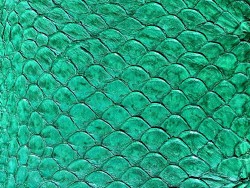 Cuir de poisson Tilapia vert mat maroquinerie bijoux accessoire Cuir en Stock