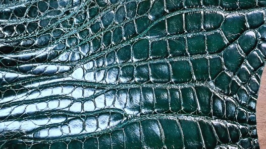 Morceau de peau de cuir de crocodile vert anglais - maroquinerie - bijou - Cuir en Stock