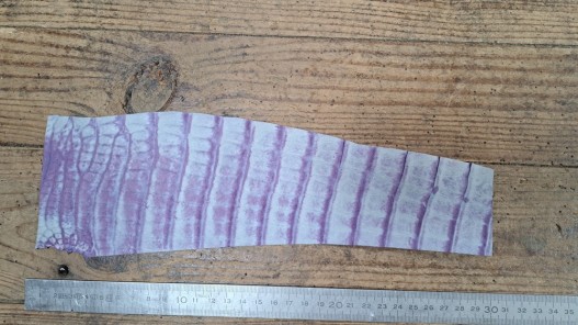 Morceau de cuir crocodile véritable - violet - Cuir en stock