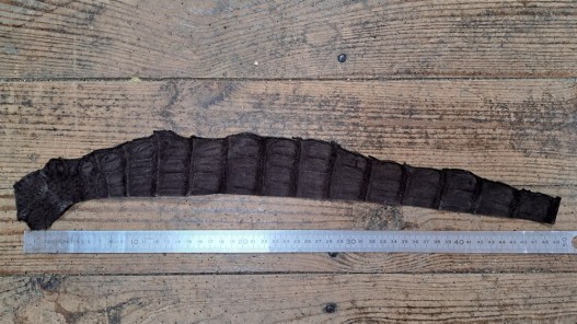 Morceau de cuir crocodile véritable marron mat - Cuir en stock