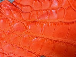 Cuir de crocodile véritable - queue de crocodile - orange mat - maroquinerie bijoux Cuir en stock