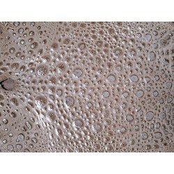 Peau de cuir de crapaud - grenouille - bullfrog - beige - bijou- maroquinerie - Cuir en Stock