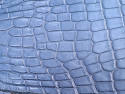 Tête de crocodile véritable - bleu pastel - cuir en stock