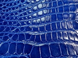 Morceau de cuir crocodile véritable bleu - Cuir en stock