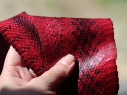 cuir de serpent rouge maroquinerie montre Cuirenstock