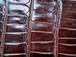 Cuir de crocodile - queue marron satiné