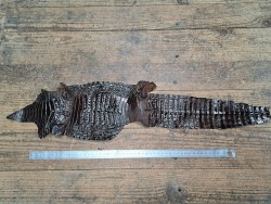 Peau de cuir de crocodile véritable - Marron - Cuir en Stock