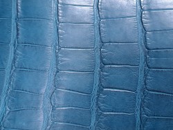 Morceau de cuir crocodile véritable - bleu canard - cuir en stock