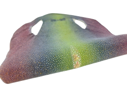 Peau de galuchat - perle centrale - cuir exotique - arc en ciel - Cuir en Stock