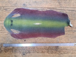 Peau de galuchat - perle centrale - cuir exotique - arc en ciel - Cuir en stock