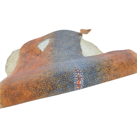 Peau de galuchat - perle centrale - cuir exotique - bicolor - Cuir en Stock