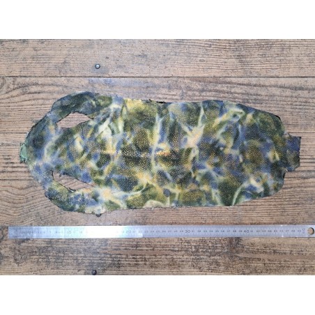 Peau de galuchat - perle centrale - cuir exotique - aquarelle vert - Cuir en stock