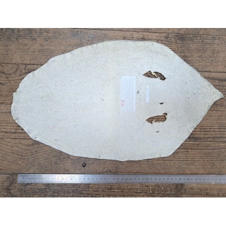 Peau de galuchat - perle centrale - cuir exotique - beige - Cuir en stock