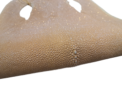 Peau de galuchat - perle centrale - cuir exotique - ocre paillettes dorées - Cuir en stock