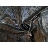 peau de veau - serpent - noir métallisé - maroquinerie - Cuir en Stock