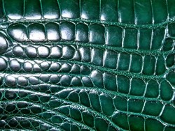 Peau de cuir de crocodile véritable - Vert anglais - Cuir en Stock
