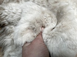 Peau de mouton lainé beige - CHOIX ÉCART - A - Cuir en Stock