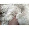 Peau de mouton lainé beige - CHOIX ÉCART - A - Cuir en Stock
