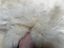 Peau de mouton lainé beige - CHOIX ÉCART - C - Cuir en Stock