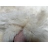 Peau de mouton lainé beige - CHOIX ÉCART - C - Cuir en Stock