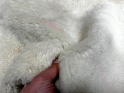 Peau de mouton lainé beige - CHOIX ÉCART - G - Cuir en Stock