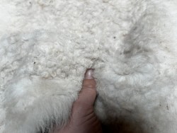 Peau de mouton lainé beige - CHOIX ÉCART - K - Cuir en Stock