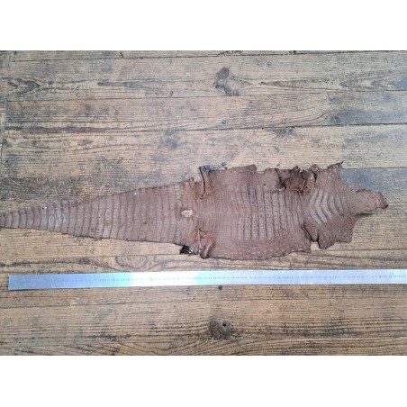 Peau de cuir de crocodile véritable - Chocolat - Cuir en Stock