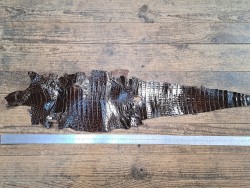 Peau de cuir de crocodile véritable - Chocolat - Cuir en Stock