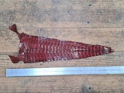 Queue de crocodile nuancée - Pourpre - Cuir en Stock