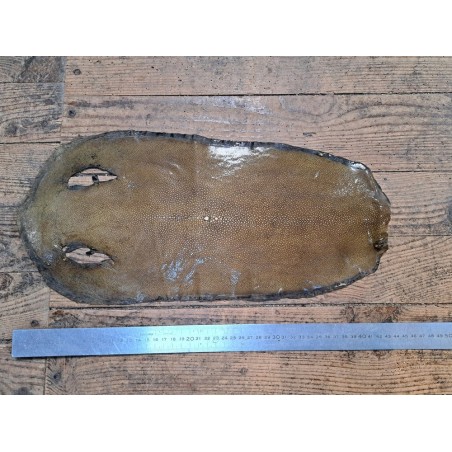 Peau de cuir de galuchat véritable - Kaki - Cuir en Stock