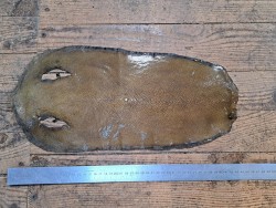 Peau de cuir de galuchat véritable - Kaki - Cuir en Stock