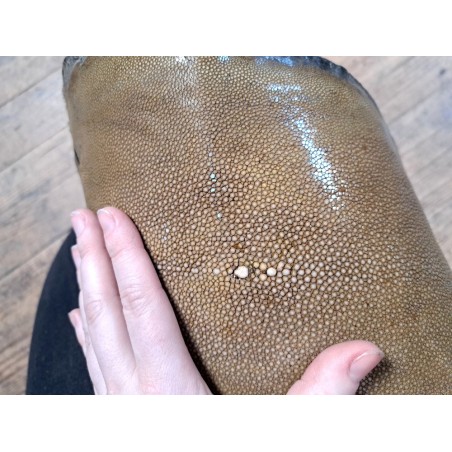 Peau de cuir de galuchat véritable - Kaki - Cuir en Stock