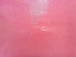 Peau de galuchat - perle centrale - cuir exotique - rose - Cuir en Stock