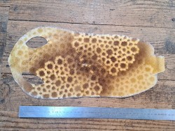 Peau de galuchat - perle centrale - cuir exotique - fleuri ocre  - Cuir en stock