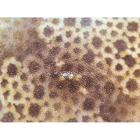 Peau de galuchat - perle centrale - cuir exotique - fleuri ocre  - Cuir en Stock