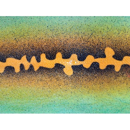 Peau unique de galuchat - N°20 - Salamandre Jaune/Vert clair/Noir