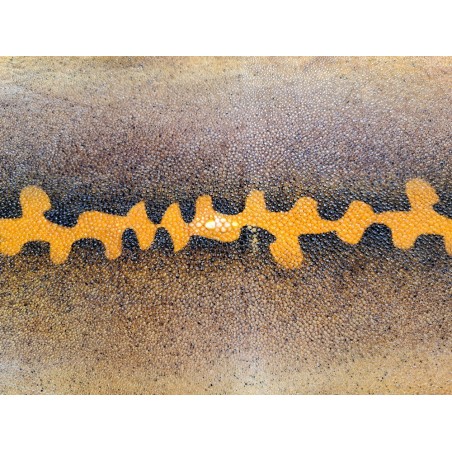 Peau de galuchat - perle centrale - cuir exotique - salamandre jaune  - Cuir en Stock