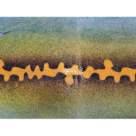 Peau de galuchat - perle centrale - cuir exotique - salamandre Vert  - Cuir en Stock