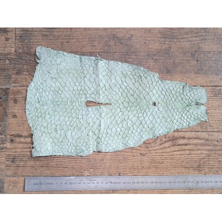 grande tilapia - marin - vert d'eau - cuirenstock