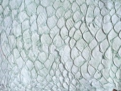 grande tilapia - marin - vert d'eau - cuirenstock