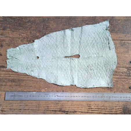 grande tilapia - marin - vert d'eau - cuir en stock