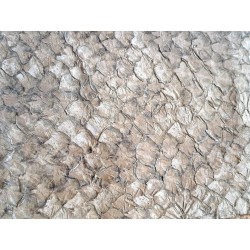 grande tilapia - marin - taupe - cuirenstock