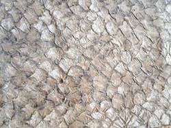 grande tilapia - marin - taupe - cuirenstock