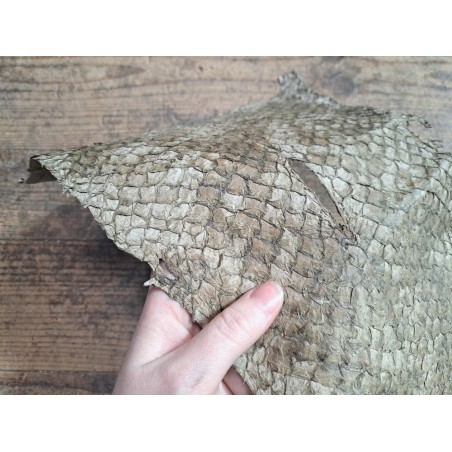 grande tilapia - marin - taupe - cuirenstock