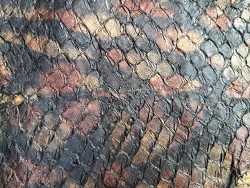 grande tilapia - marin - noir irisé - cuirenstock