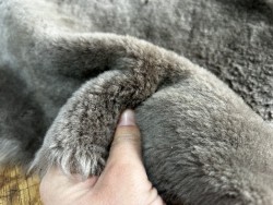 Peau de mouton lainé - CHOIX ÉCART - F - Cuir en Stock