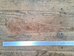 cuir cabillaud - poisson - maroquinerie - nuancé - brun clair mat - cuir en stock